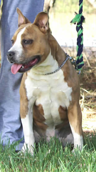 DDDawgs Krueger (AI)